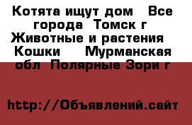 Котята ищут дом - Все города, Томск г. Животные и растения » Кошки   . Мурманская обл.,Полярные Зори г.